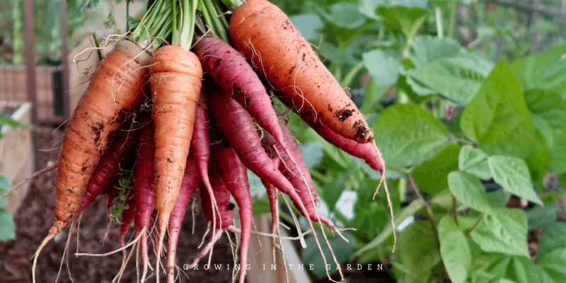 Thinning Carrot Seedlings