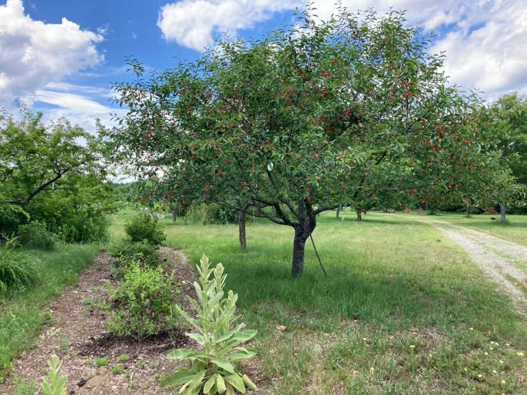 Simplified Harvesting Process for Cherry Trees