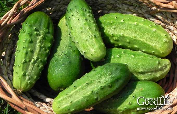 Growing Cucumbers at Home: Step 3 – Transplanting Seedlings Into a Permanent Container