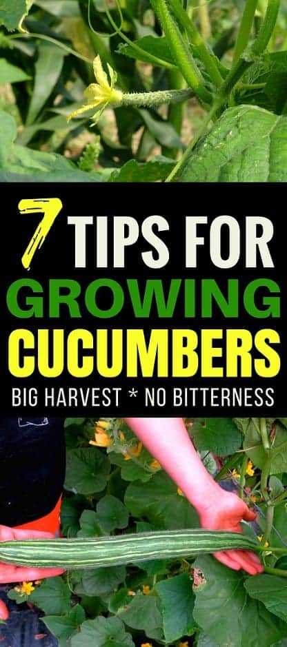 3. Handling the harvested cucumbers