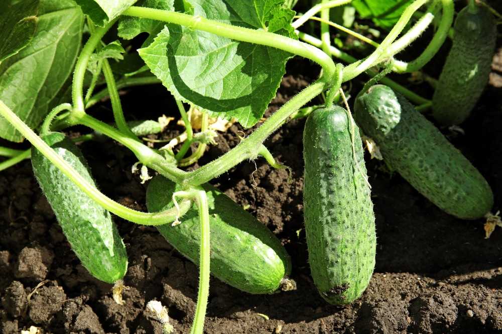 Expert Advice for Growing Cucumbers