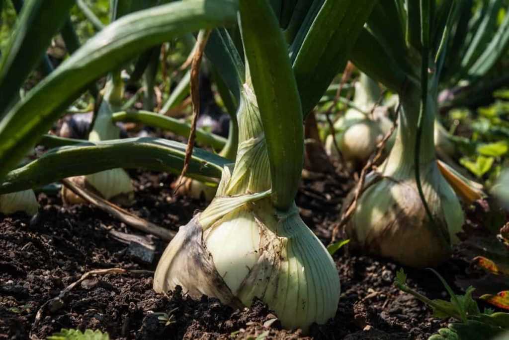 Sowing Onion Seeds