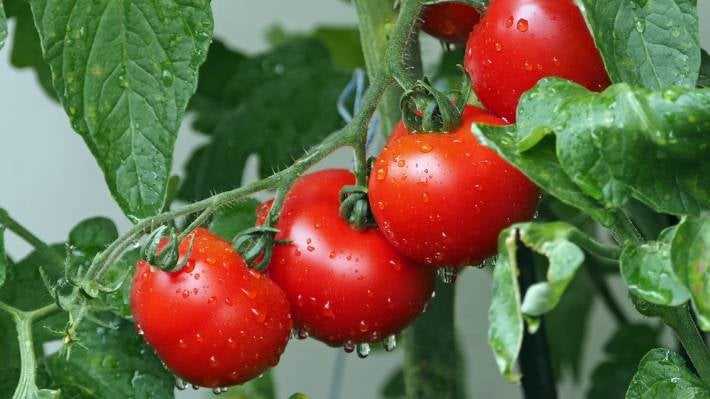 Fertilizing Your Tomatoes: Boosting Growth and Yield