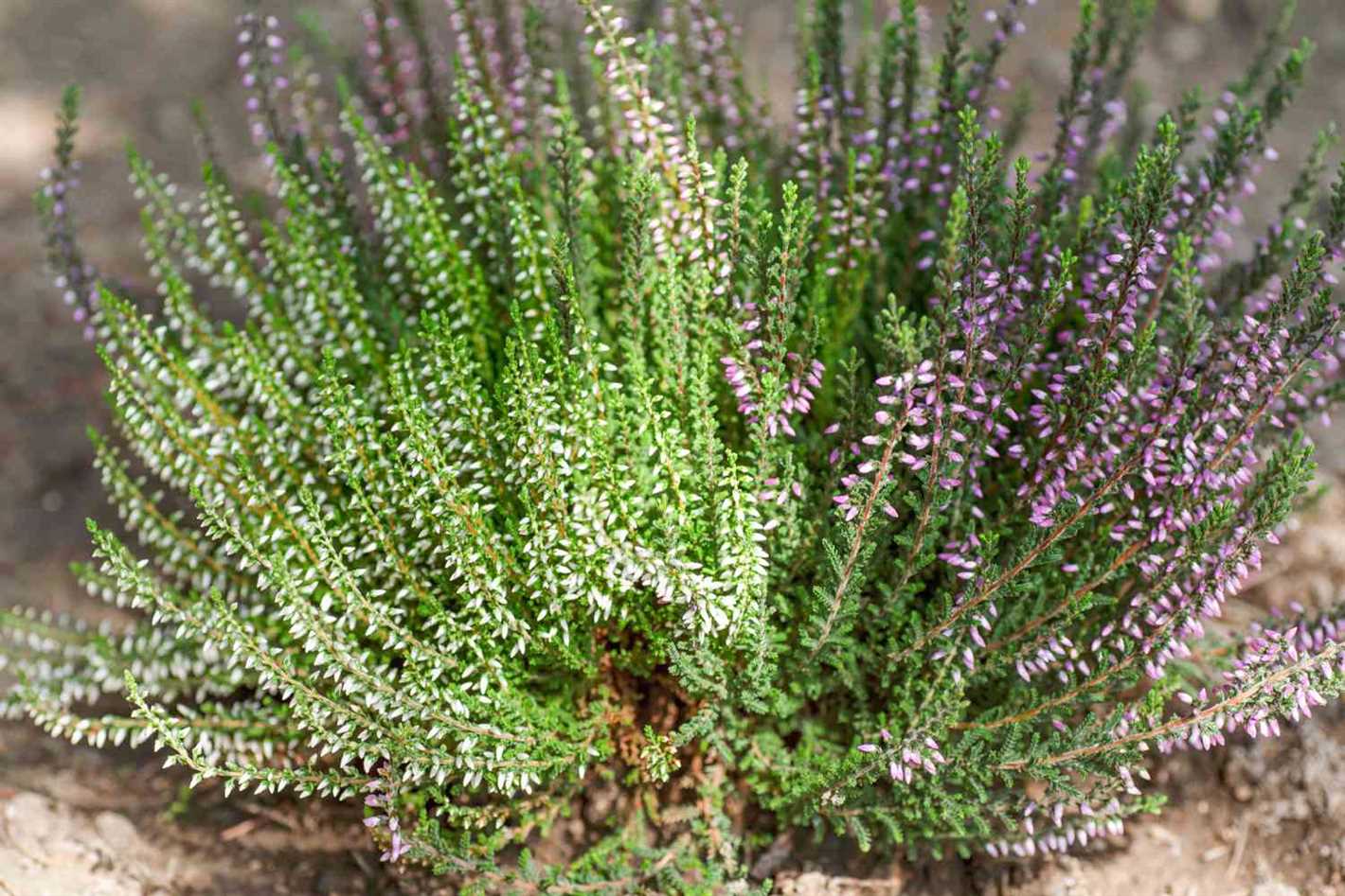 1. What are the conditions for growing heather?