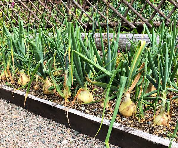 1. Choose the Right Onion Variety