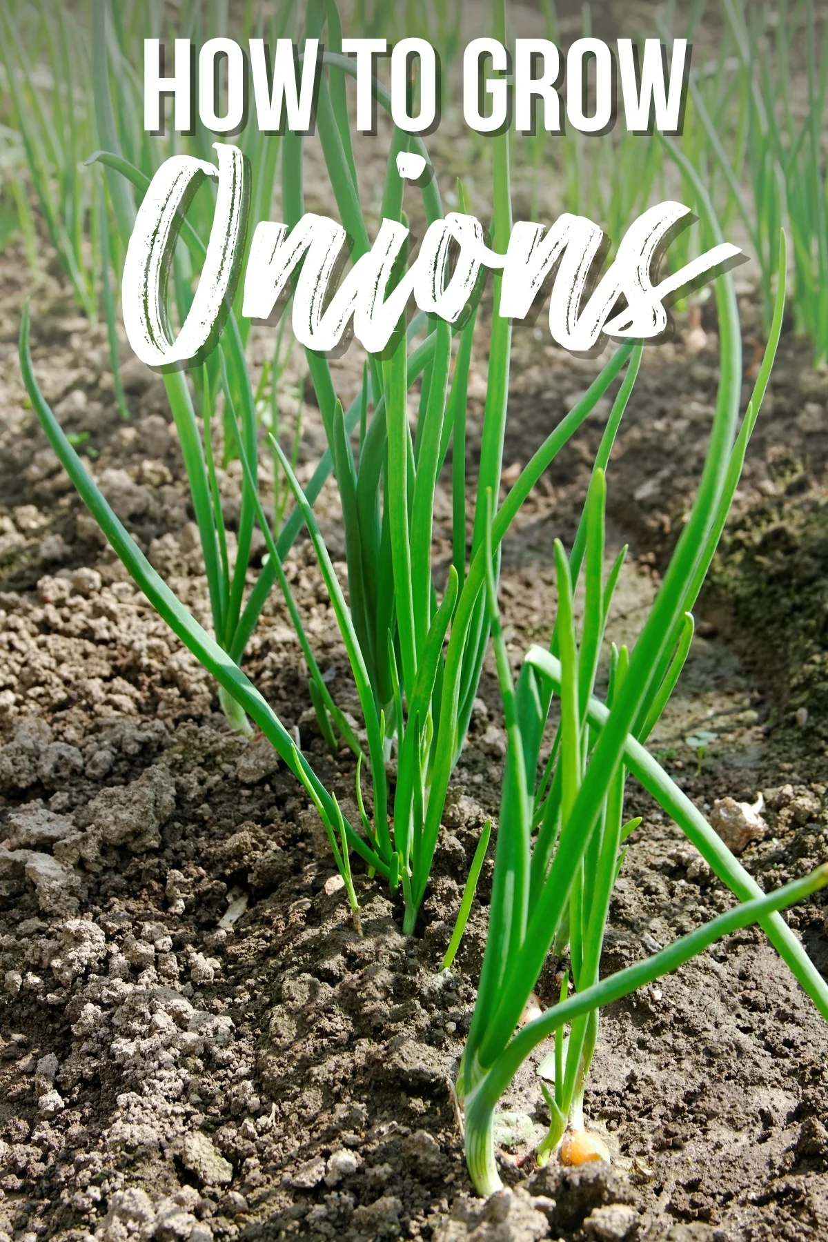 Harvesting and Storing Onions