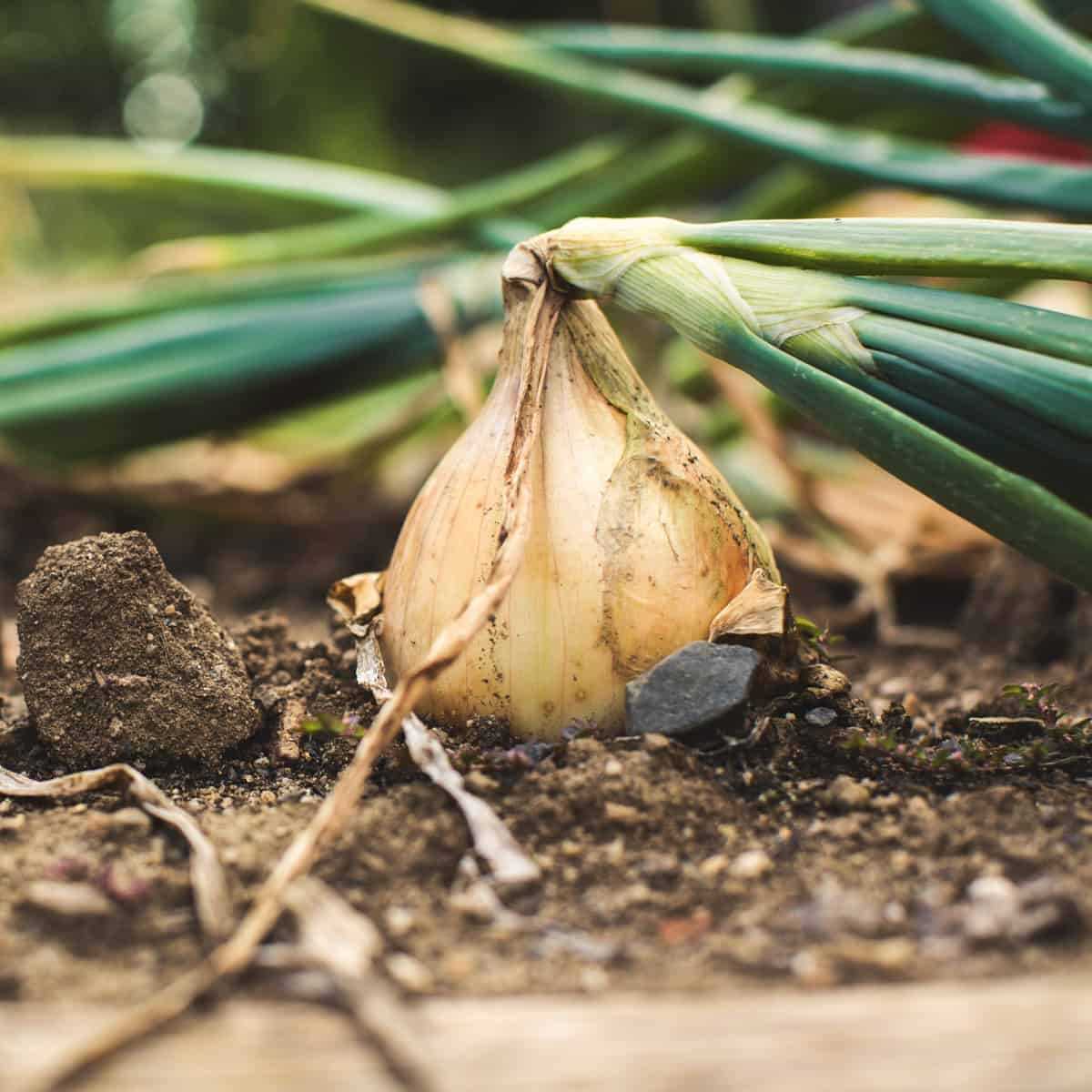 Fertilizing