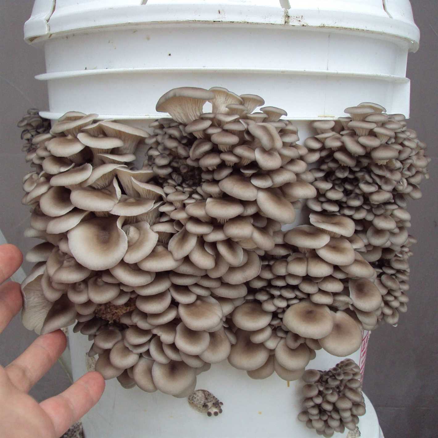 growing oyster mushrooms is it possible to get a w9iesd5l