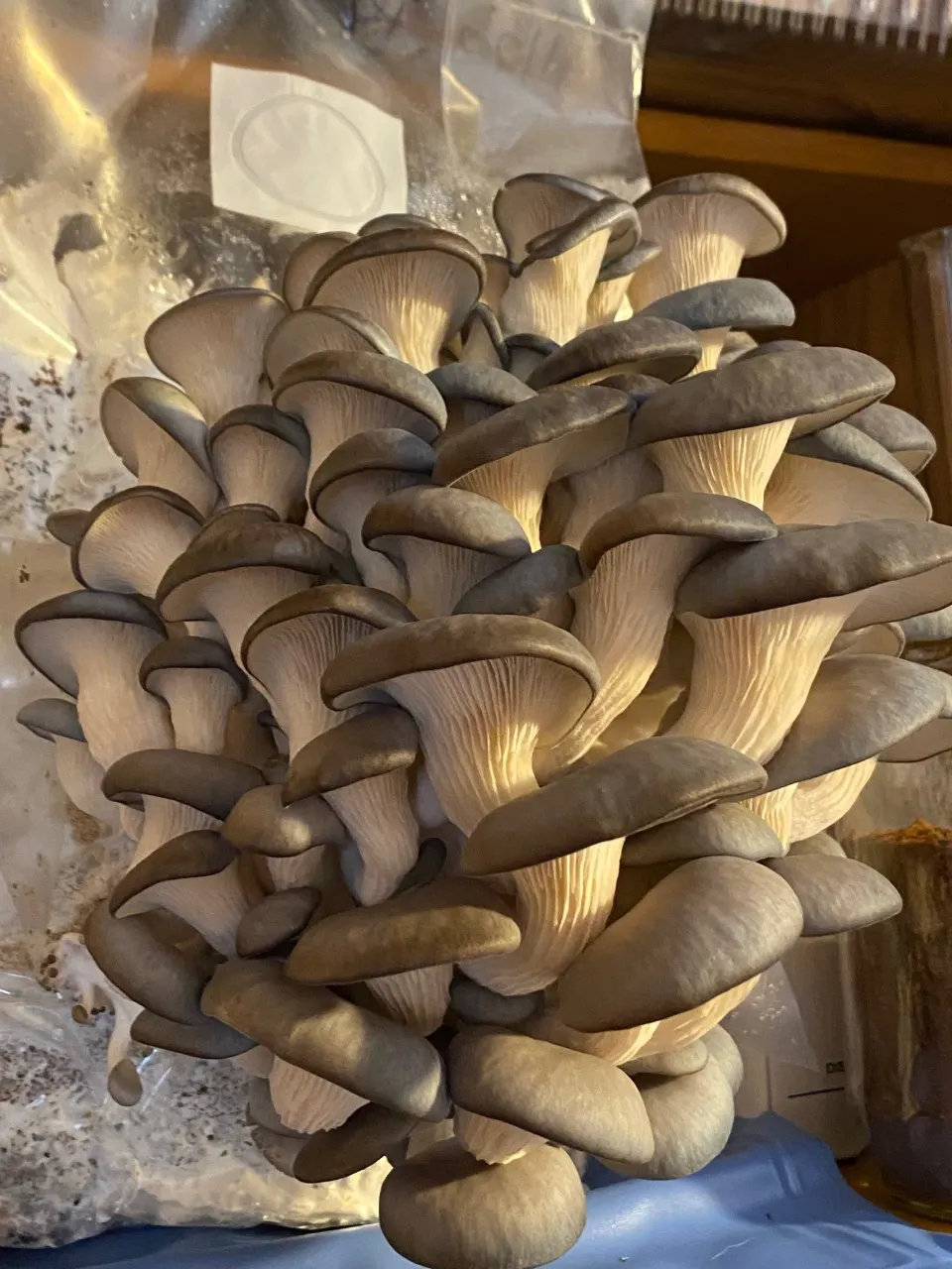 growing oyster mushrooms at home detailed instru 9vo21rry