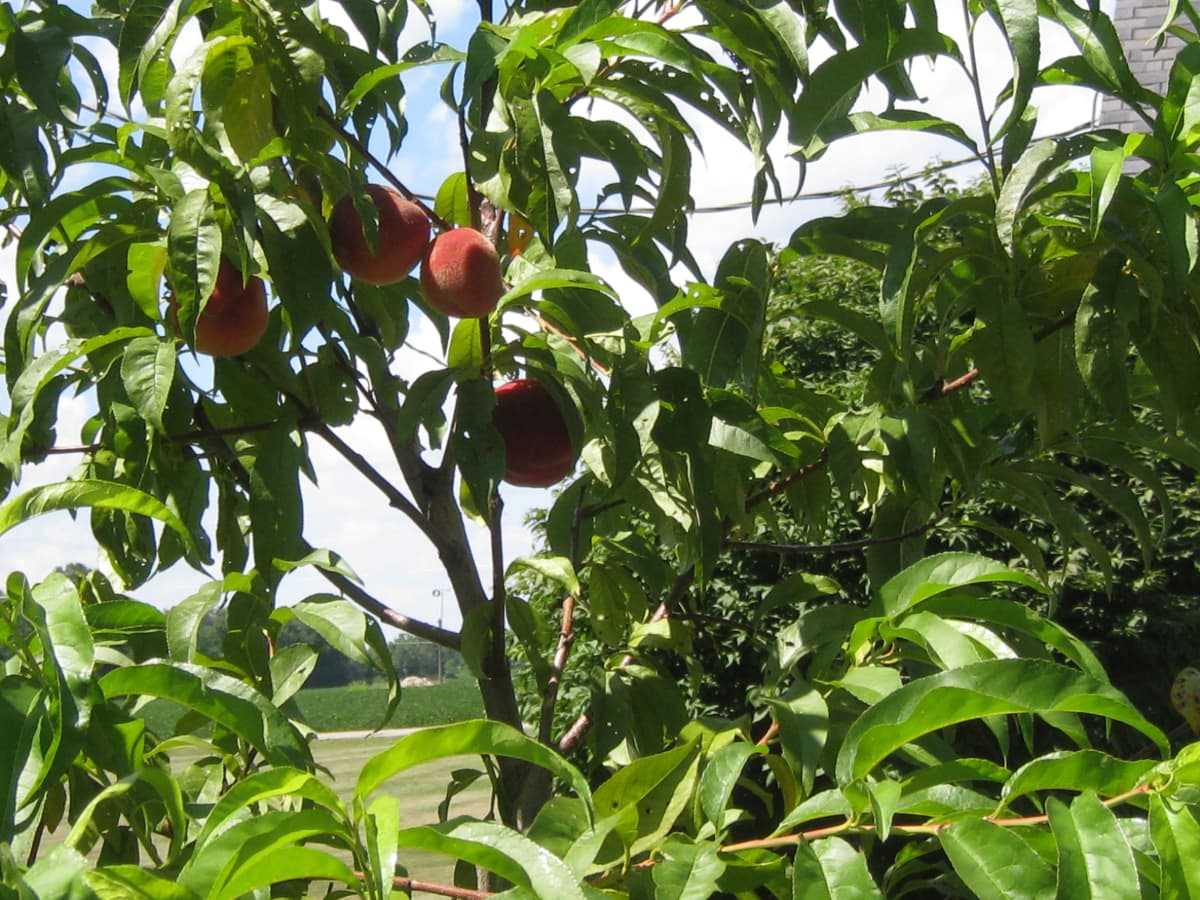 Peach varieties recommended for different regions