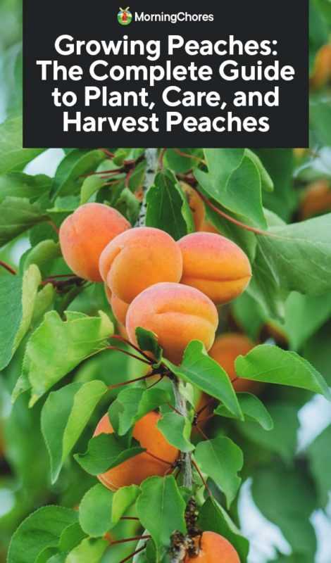 Factors to consider when selecting a peach variety