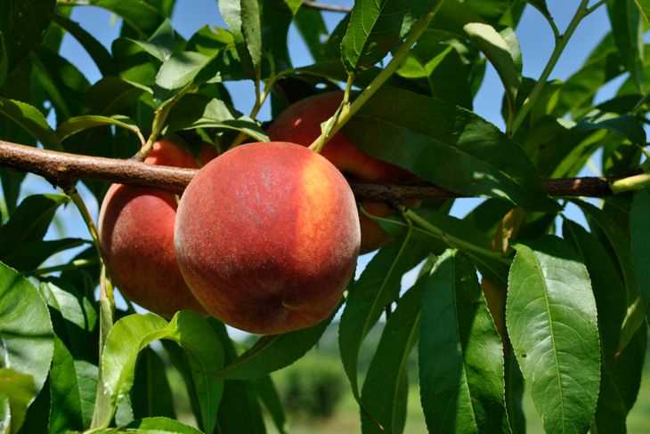 4. Harvest time