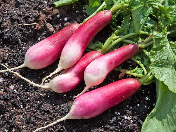 Different Types of Radishes