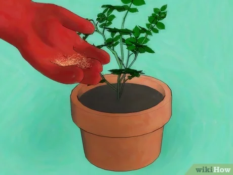 Sowing Seeds Properly