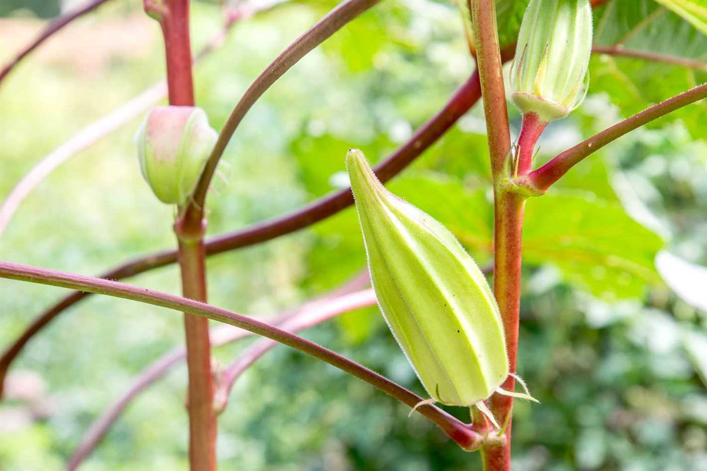 1. Choosing the Seeds