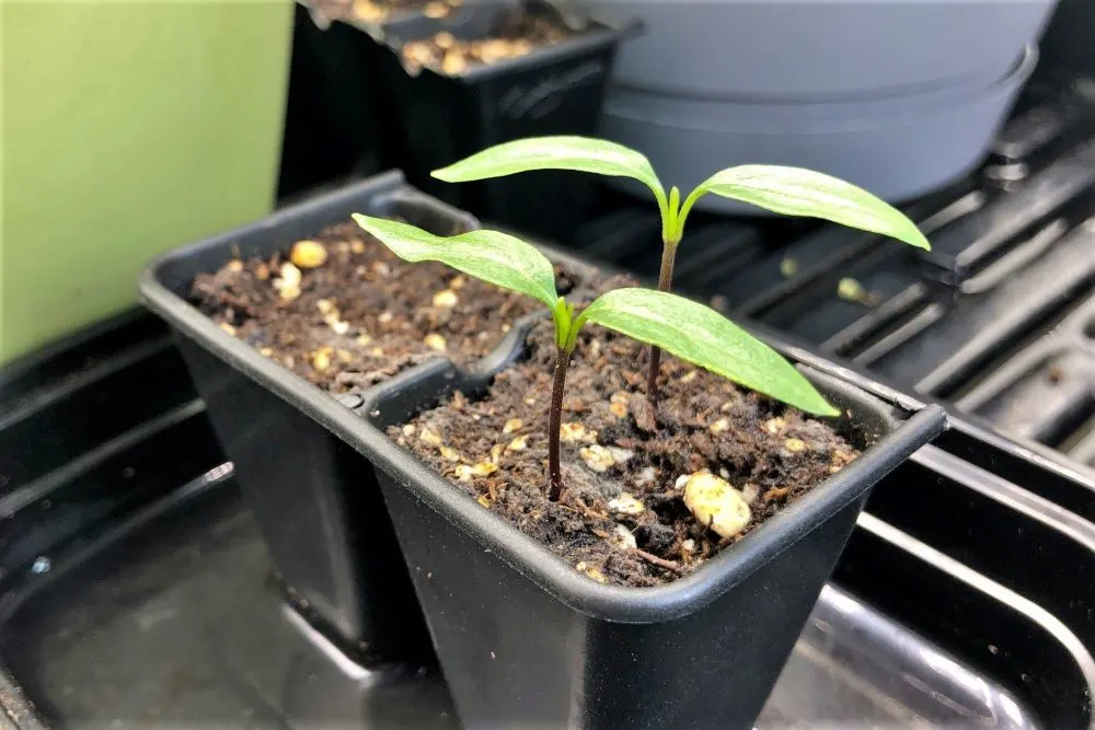 Benefits of Growing Velvet Seedlings: