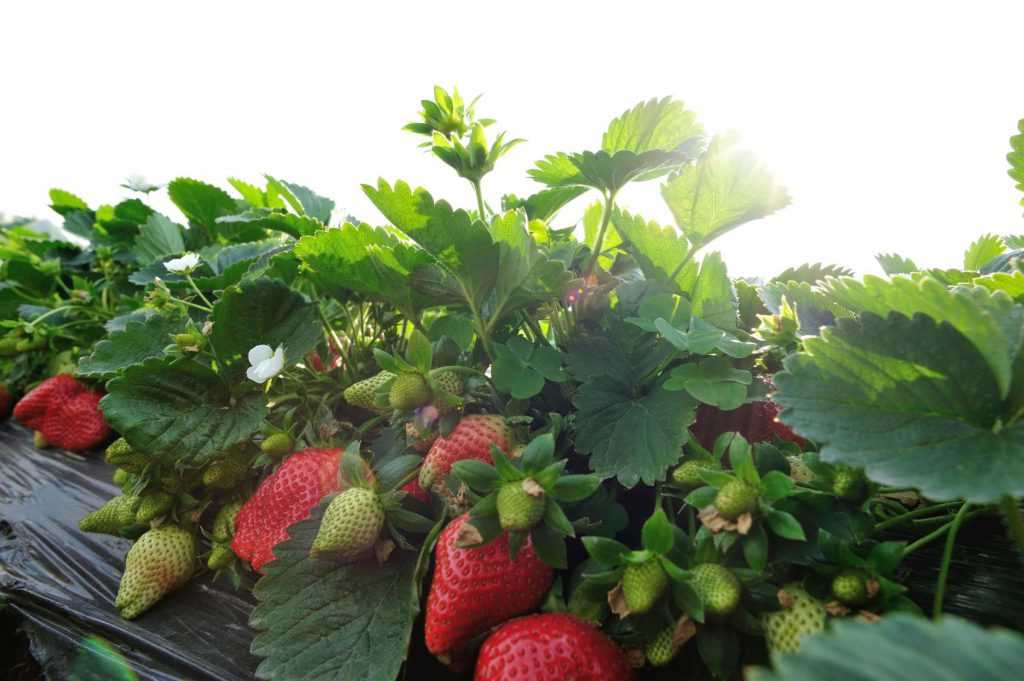 growing strawberries in containers advantages an hoaaqgjy