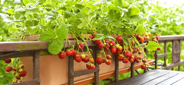 The Benefits of Growing Strawberries in Containers
