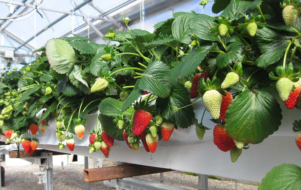 Increased Yield of Delicious Strawberries