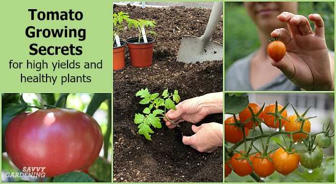 Selecting the Best Tomato Varieties for Bag Cultivation