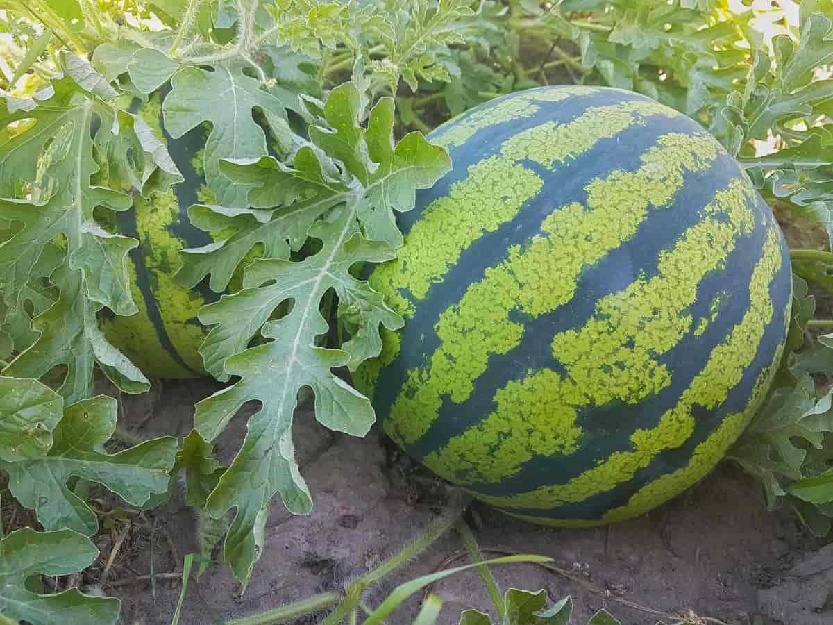 Step 3: Sowing Watermelon Seeds