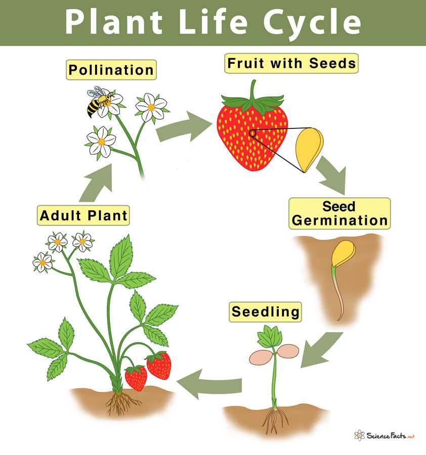 The role of water in plant development