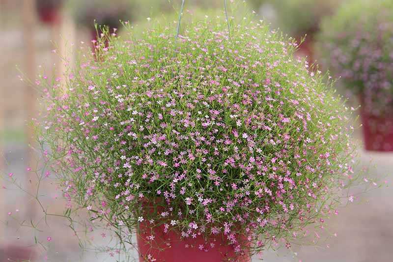 gypsophila growing from seeds planting and care