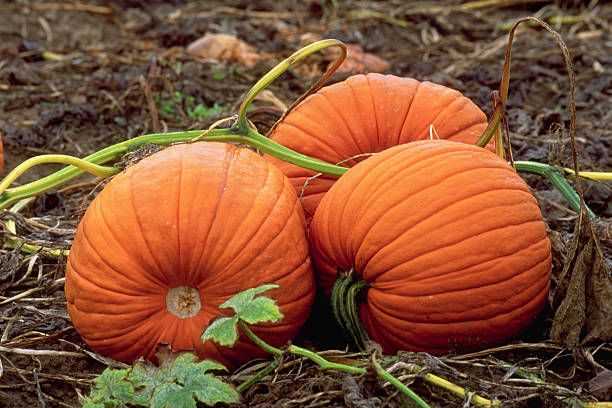 Why Nutmeg Pumpkins Are Perfect for Halloween and Cooking