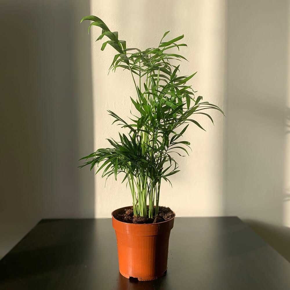 Brown tips on leaves