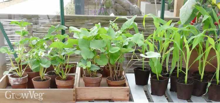 Tips for Strengthening Seedlings in an Enclosed Greenhouse