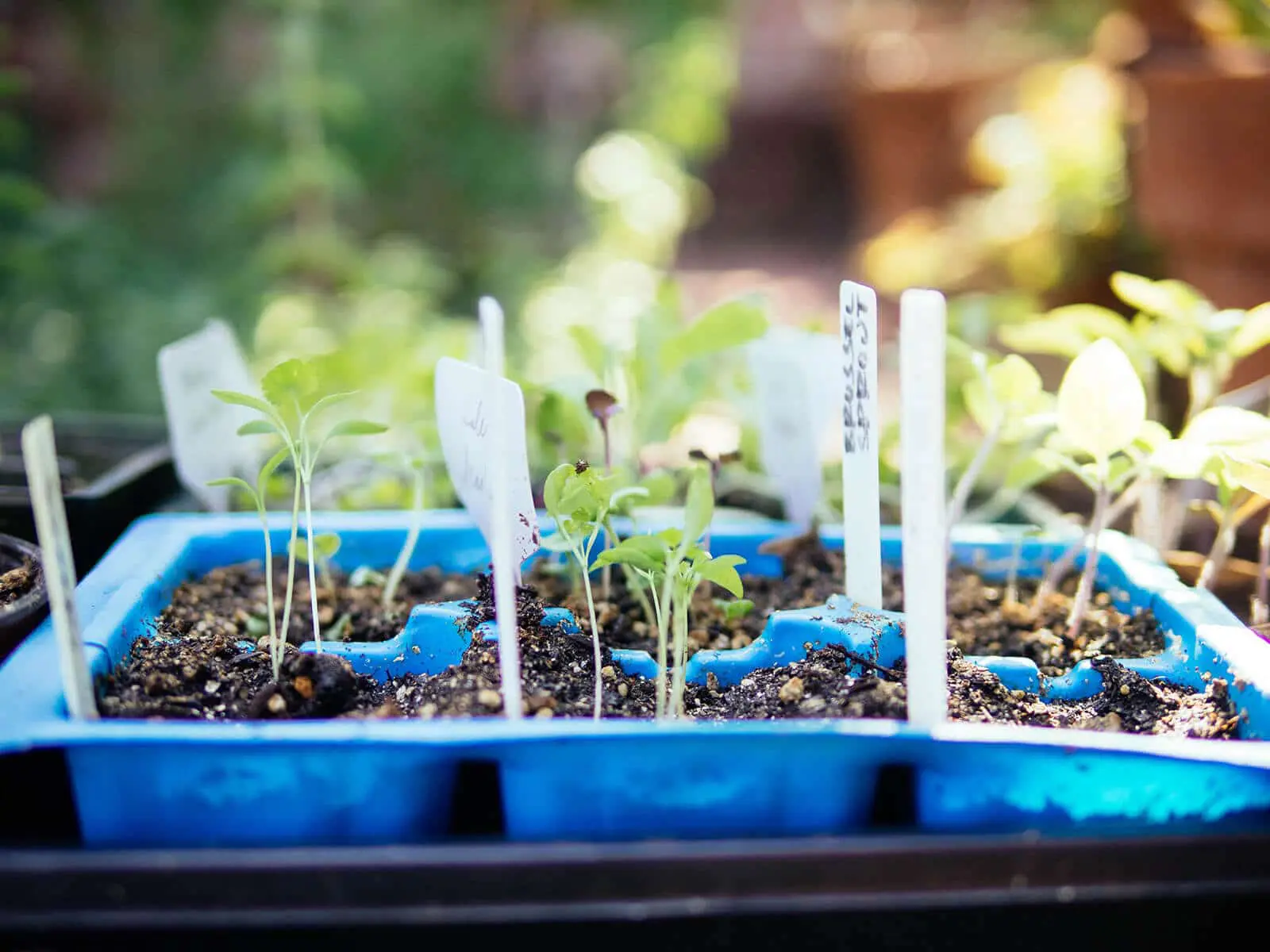 Using Organic Fertilizers