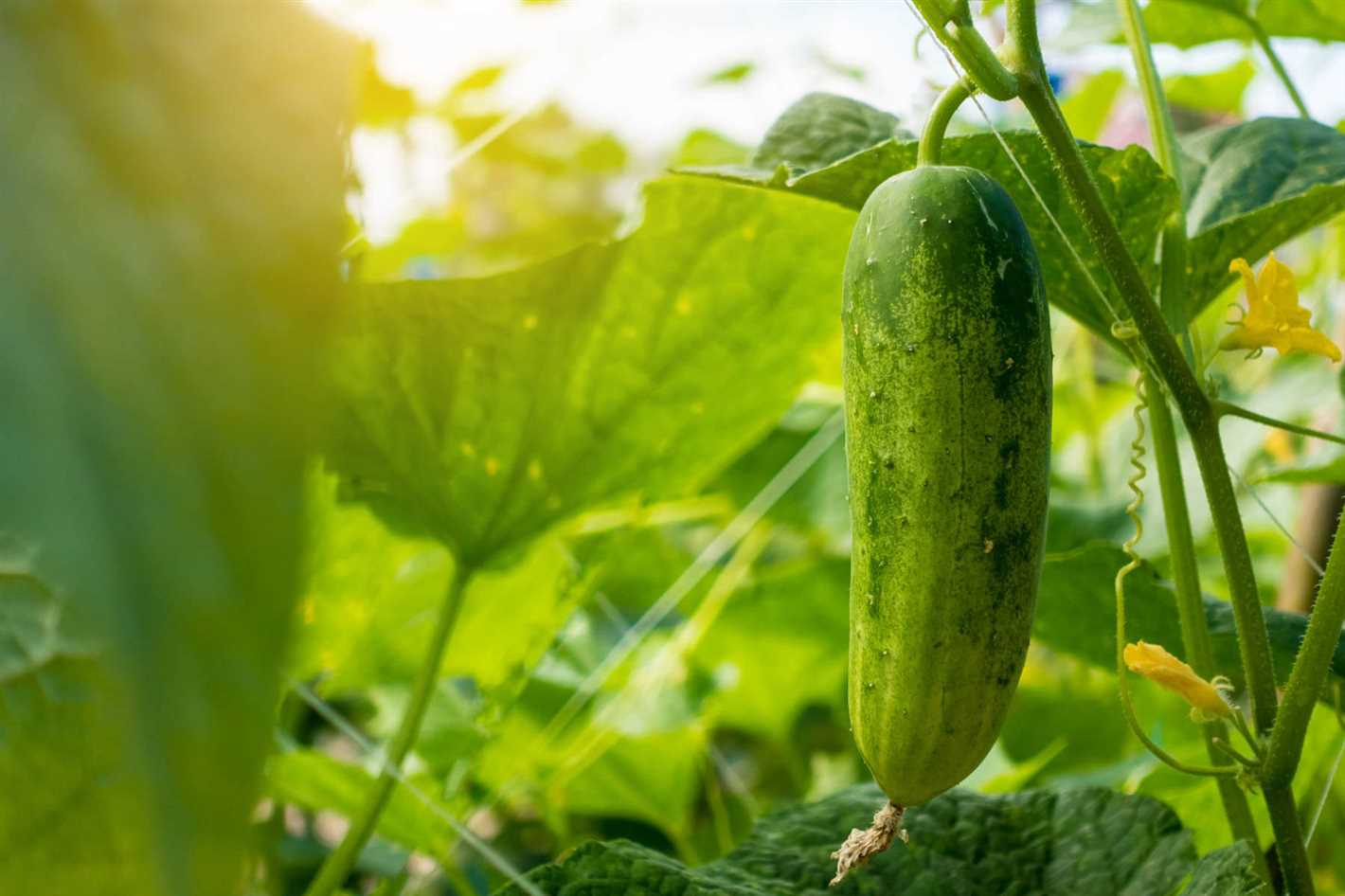 Variety 4: High-Yield Cucumber Variety