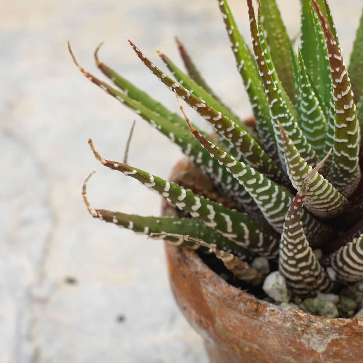 Common Pests and Diseases in Haworthia