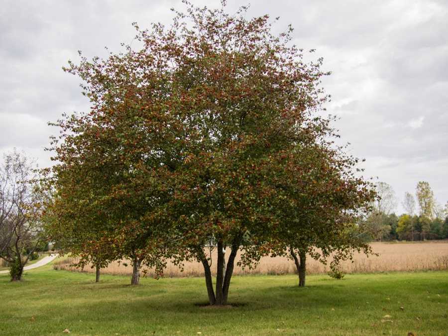 Planting location