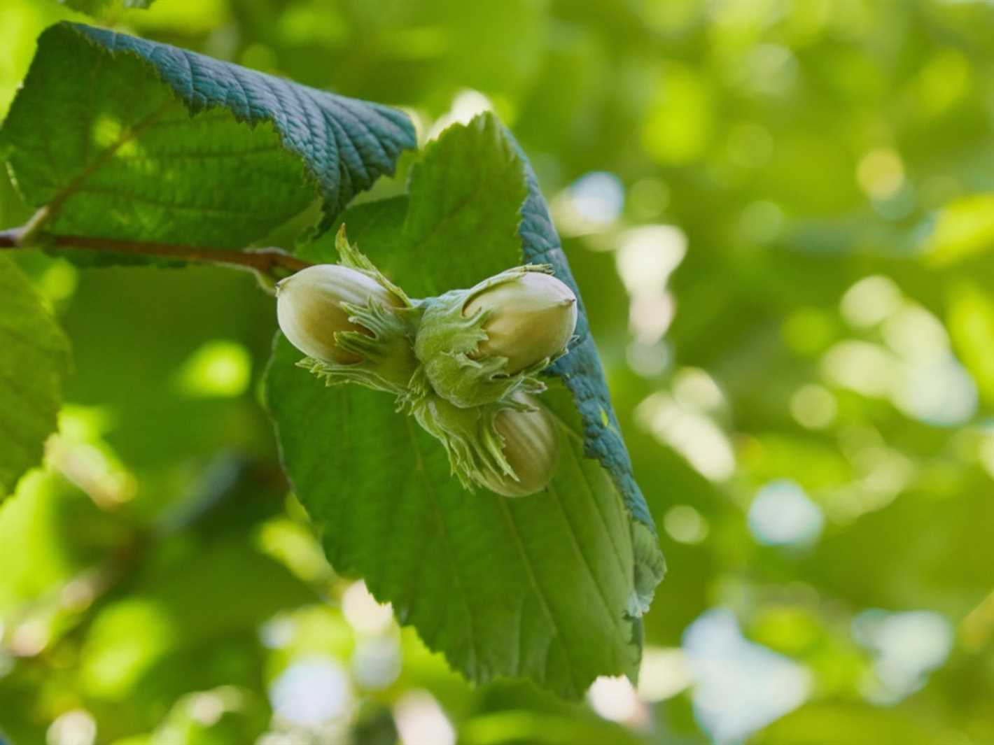 Hazel Growing Tips