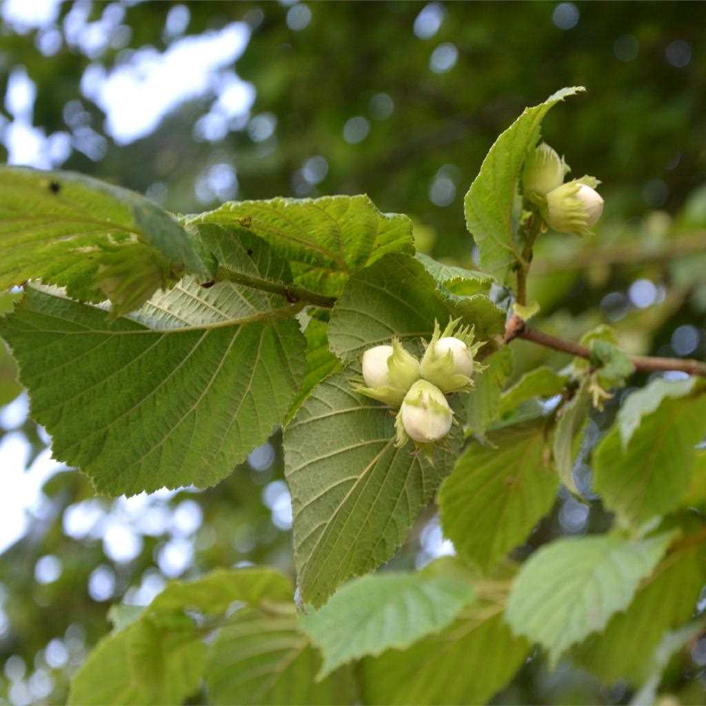 Filbert Hazelnuts