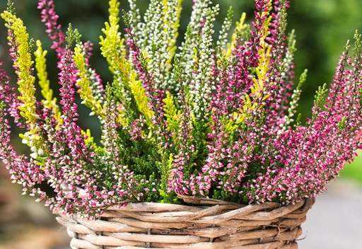 Heather: Varieties and Types