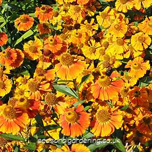 Preparing the Soil for Helenium