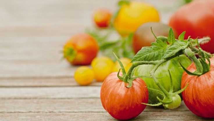 Common Mistakes to Avoid When Choosing Glasses for Tomato Seedlings