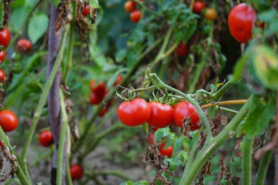 Understanding the Benefits of Using Glasses for Tomato Seedlings