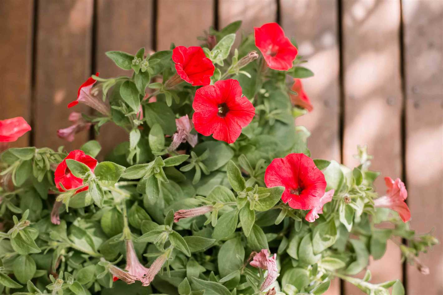 Here's what petunias need to be beautiful - the right fertiliser!
