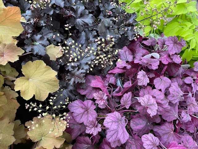 Popular Varieties of Heuchera