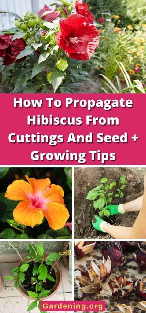 Hibiscus: garden cultivation and propagation