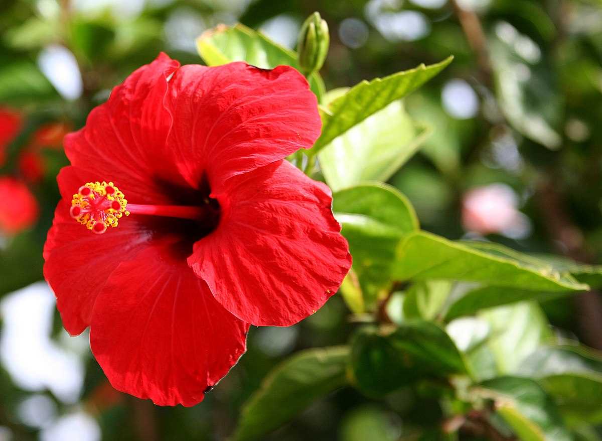 Repotting Hibiscus: When and How to Transplant