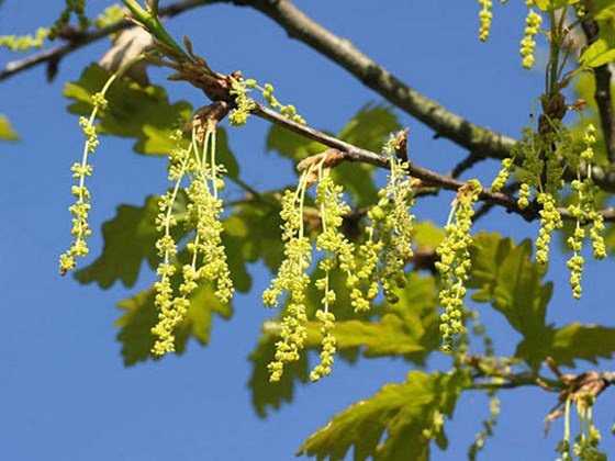 Steps to Repair Hollow in a Tree for Uninterrupted Fruit Production