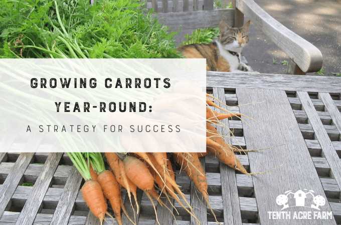 Choosing the Right Carrot Variety