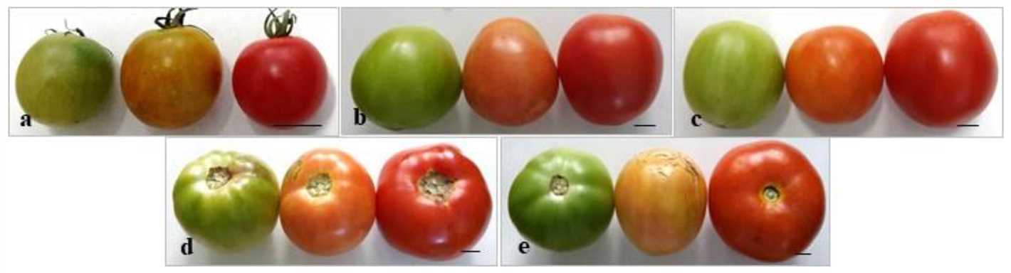 The role of growth regulators