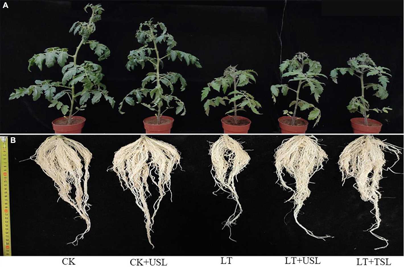 2. Post-planting treatment