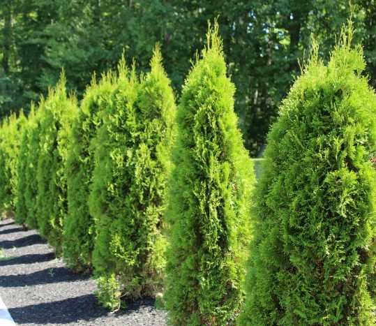 Create Windbreaks for Your Conifers