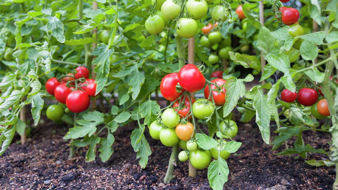 Early-Maturing Varieties